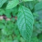 Heliotropium angiospermum Leaf