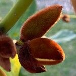 Magnolia figo Flor