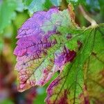 Vitis vinifera Leaf