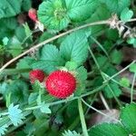 Potentilla indicaOvoce