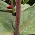 Sedum spectabile Corteccia