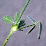 Medicago italica Levél