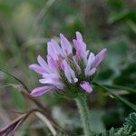 Astragalus glaux Blüte