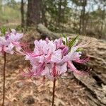 Rhododendron periclymenoides ᱵᱟᱦᱟ