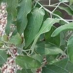 Salvia discolor Feuille