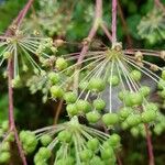 Aralia hispida Fruto