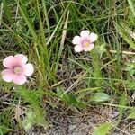 Linum pubescens 花