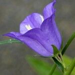 Campanula persicifolia Άλλα