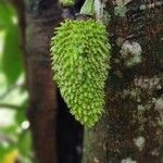 Annona muricata Fruit