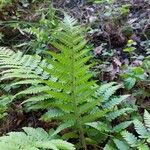 Dryopteris filix-mas Liść