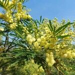 Acacia mearnsiiΦύλλο