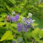 Caryopteris × clandonensis Çiçek