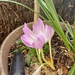 Colchicum lusitanumFloare