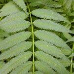 Sorbaria sorbifolia Likasa