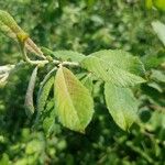 Salix × reichardtii Листок