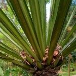 Pandanus urophyllus Yaprak