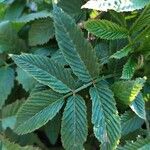 Rubus illecebrosus Leaf