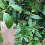 Acokanthera oblongifolia Blatt