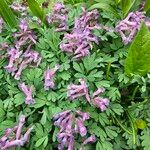 Corydalis solidaFlor