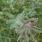 Amorpha canescens Leaf