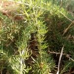 Asparagus albus Leaf