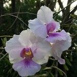 Papilionanthe teres Çiçek