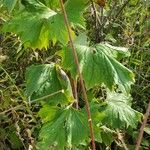 Arnoglossum atriplicifolium Leaf