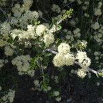 Ceanothus cuneatus Habitus