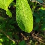 Salvia somalensis Hoja