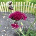 Cirsium rivulare Fula