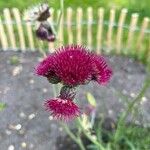 Cirsium rivulare Blüte