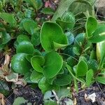 Peperomia obtusifolia葉