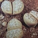 Lithops francisci