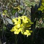 Alyssoides utriculata 花