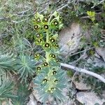 Euphorbia characias Bloem