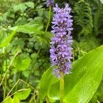 Pontederia cordata Flower