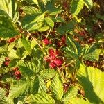 Rubus polonicus Plod