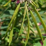 Lathyrus niger ഫലം