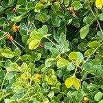 Guaiacum officinale Leaf