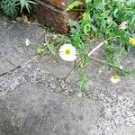 Erigeron karvinskianusFlower