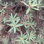 Euphorbia balsamifera Fuelha