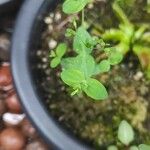 Hypericum mutilum Feuille