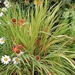 Crocosmia × crocosmiiflora عادت