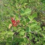 Rhus aromatica Leaf