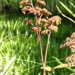 Rodgersia aesculifolia Habitus