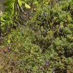 Lavandula minutolii Habit