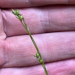 Carex alba Flors