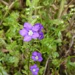 Legousia speculum-veneris Libunga