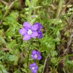 Legousia speculum-veneris Habit