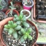 Sedum hernandezii Foglia